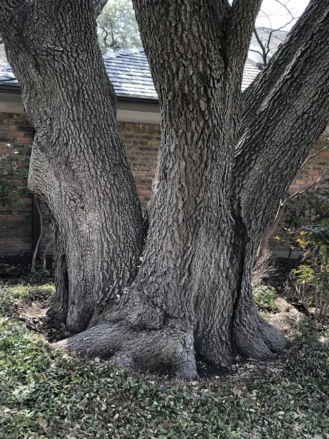 Mature heritage tree close to a Logansport property cared for by certified arborists